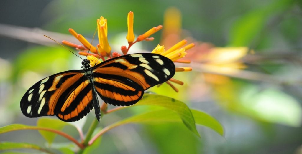Monarch Butterfly representing late stages of transformation